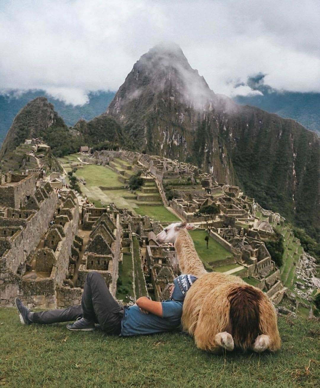 machupicchu con llama